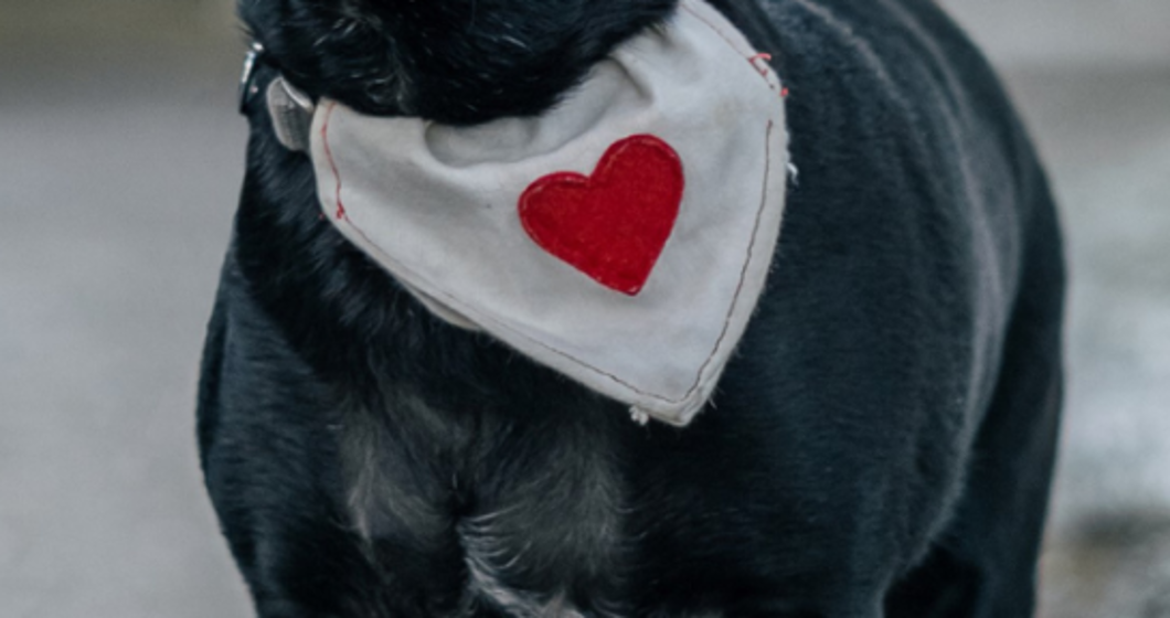 https://www.canva.com